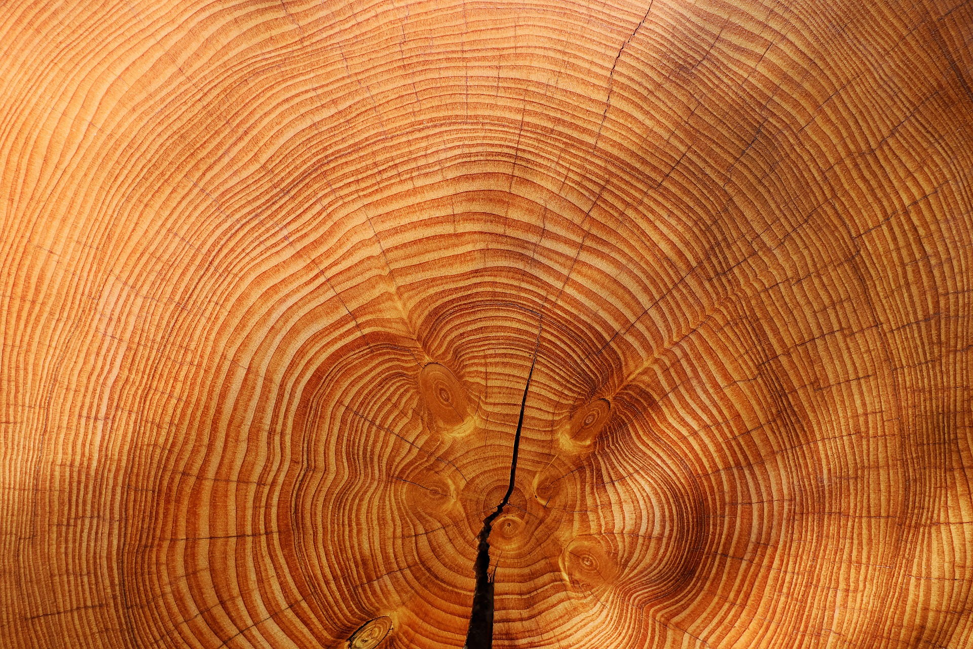 black-and-white-felled-tree-trunk-tree-rings-402951 | Grief to Gratitude |  You are Not Alone - A Heartfelt Guide for Grief, Healing, and Hope